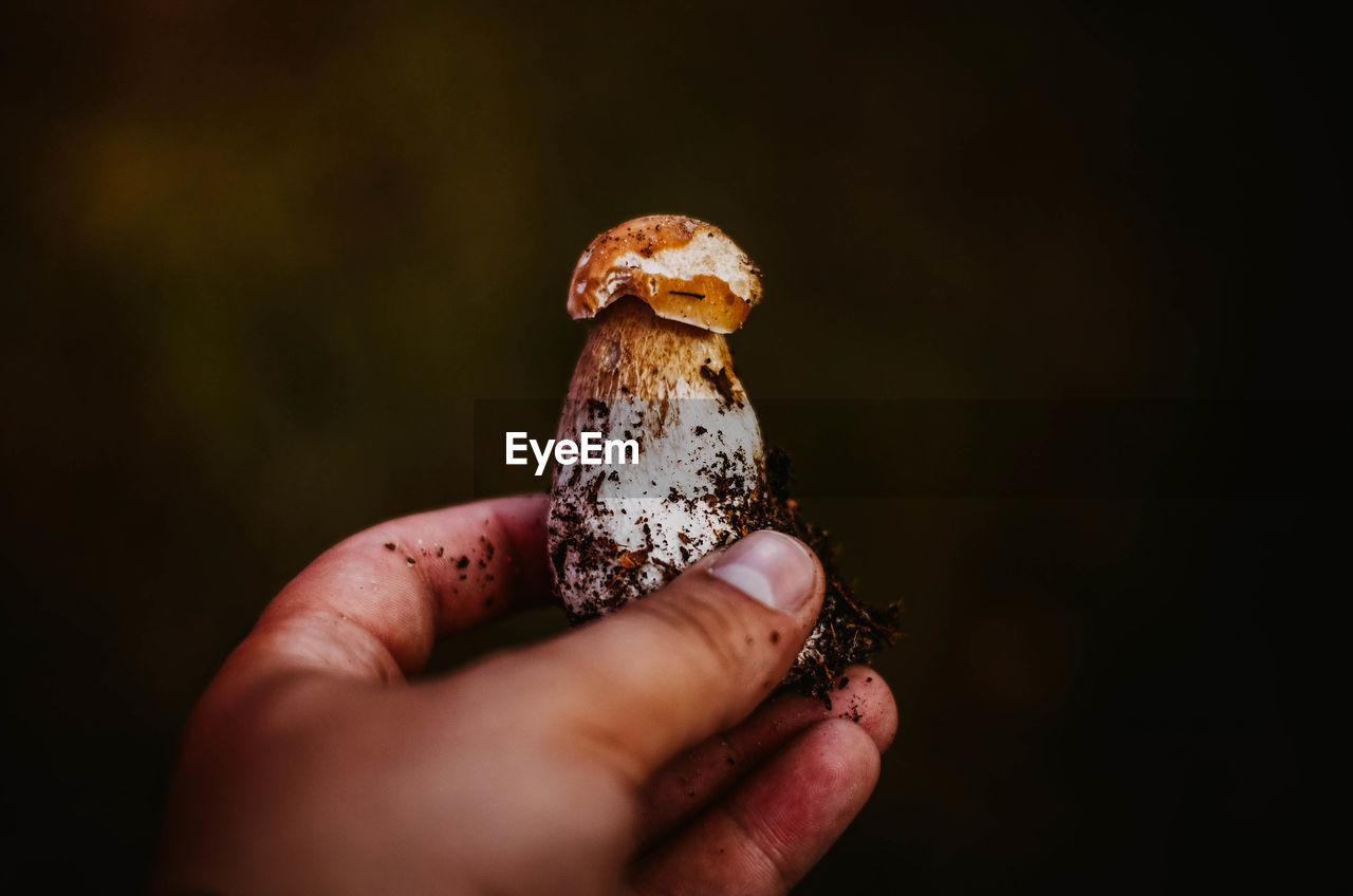 Close-up of hand holding mushroom