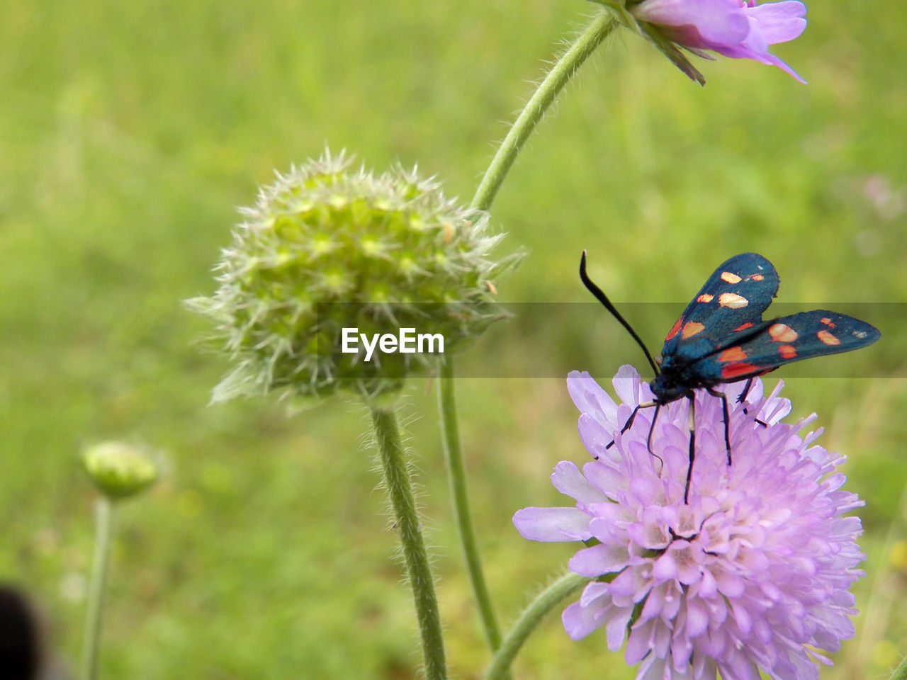 flower, flowering plant, plant, beauty in nature, insect, animal themes, animal, animal wildlife, freshness, fragility, nature, animal wing, close-up, meadow, one animal, wildlife, butterfly, focus on foreground, macro, flower head, petal, wildflower, no people, macro photography, moths and butterflies, purple, animal body part, summer, growth, thistle, springtime, food, environment, eating, outdoors, feeding, tranquility, prairie, magnification, selective focus, inflorescence, full length, grass, perching, blossom, day, animal behavior, plain, pollination, botany, relaxation, resting, pink, environmental conservation
