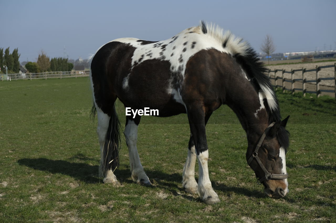 Horse grazing in field