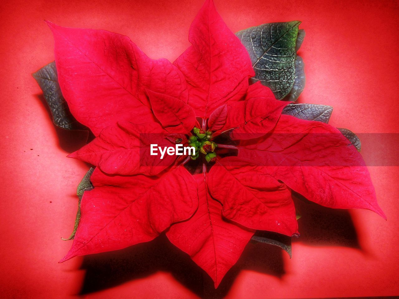 CLOSE-UP OF RED FLOWER AGAINST BLURRED BACKGROUND