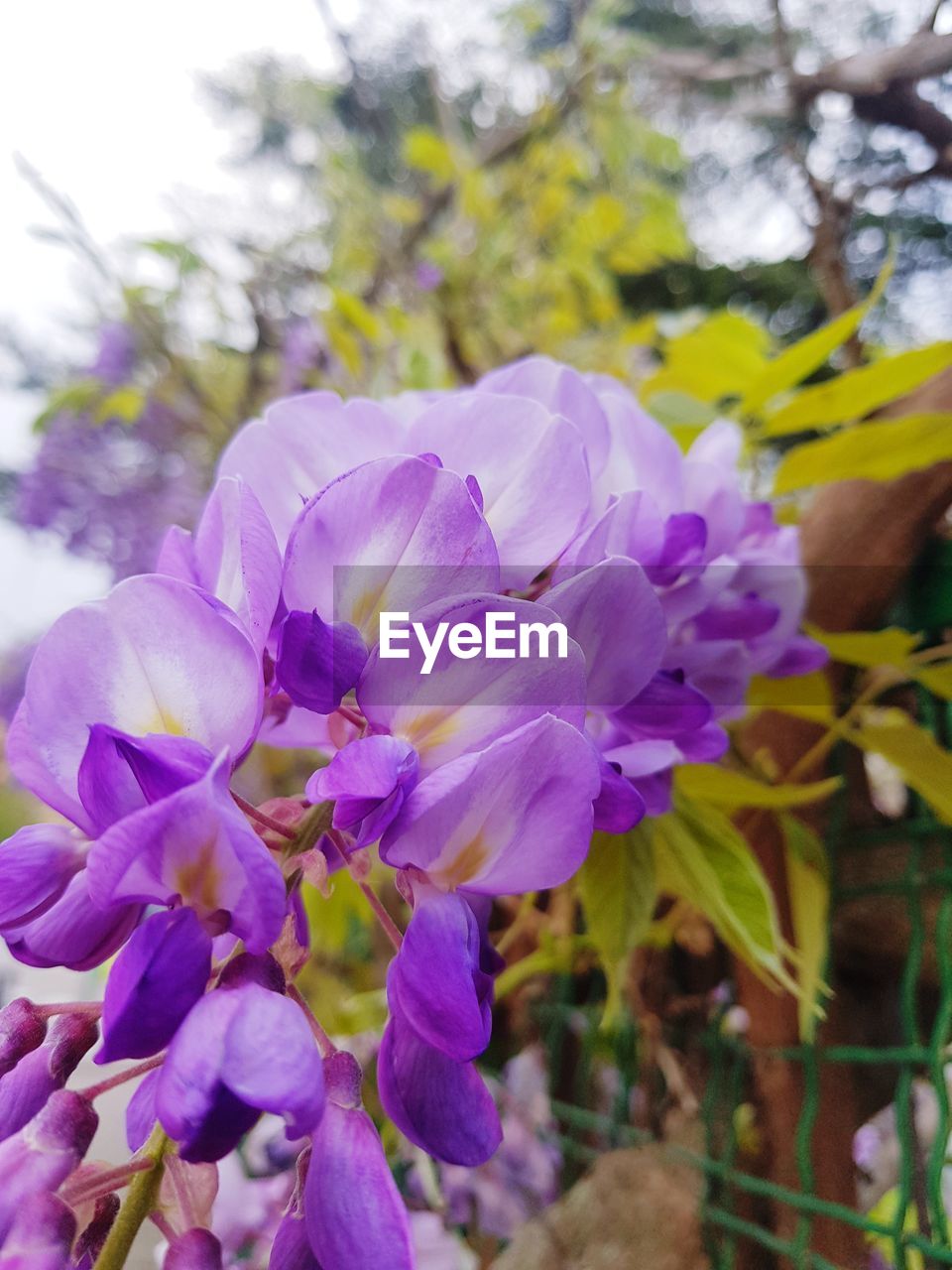 CLOSE-UP OF PURPLE FLOWER