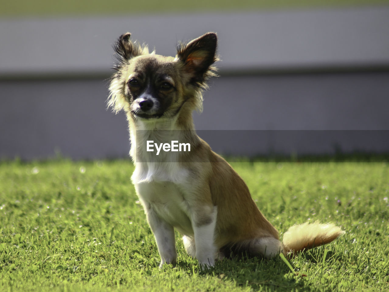 Dog looking away while sitting on grass