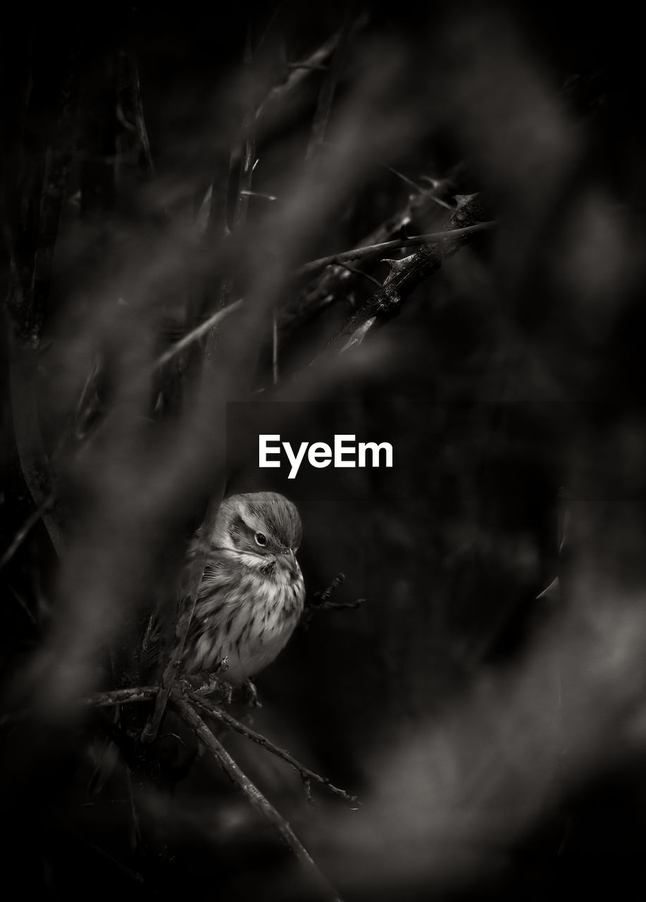 darkness, black and white, animal, animal themes, animal wildlife, black, monochrome, monochrome photography, bird, wildlife, one animal, nature, plant, no people, close-up, macro photography, branch, tree, focus on foreground, outdoors, perching, beauty in nature, selective focus, bird of prey