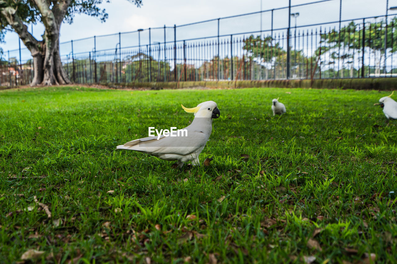 WHITE BIRDS ON GRASS