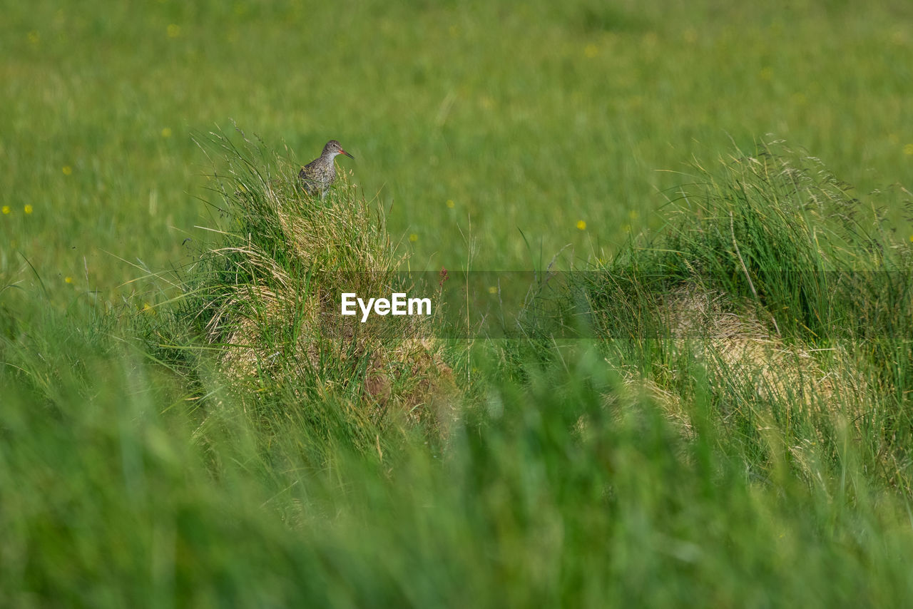 close-up of grass