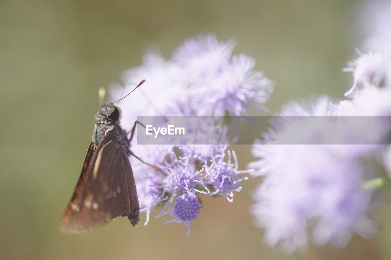 CLOSE-UP OF BUTTERFLY ON LAVENDER