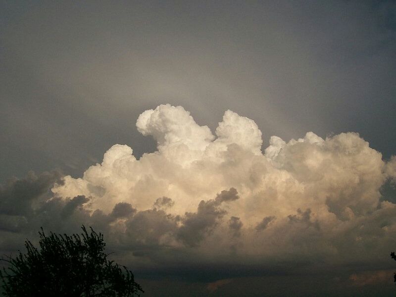 SILHOUETTE OF TREES AGAINST CLOUDY SKY