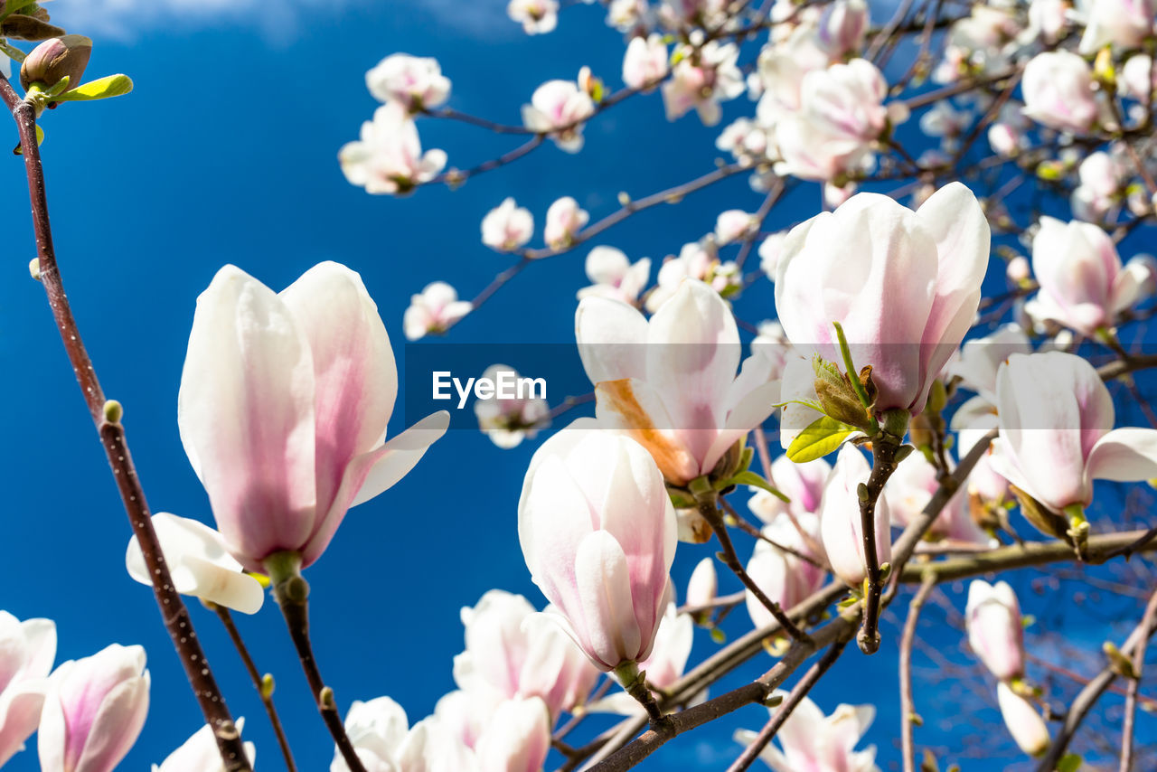 Close-up of cherry blossoms against sky