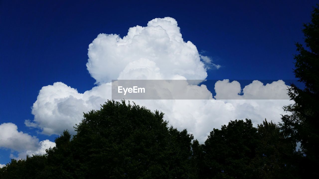 LOW ANGLE VIEW OF TREES AGAINST SKY