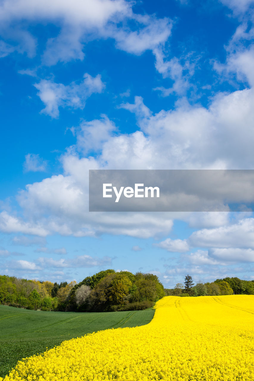 plant, landscape, sky, cloud, rapeseed, flower, beauty in nature, yellow, environment, flowering plant, field, land, rural scene, scenics - nature, vegetable, nature, agriculture, canola, oilseed rape, produce, tranquility, growth, tranquil scene, meadow, freshness, springtime, horizon, crop, prairie, blue, food, no people, grassland, farm, idyllic, tree, blossom, plain, vibrant color, fragility, day, rural area, non-urban scene, outdoors, summer, travel destinations, sunlight, horizon over land, grass, flower head, abundance, cloudscape