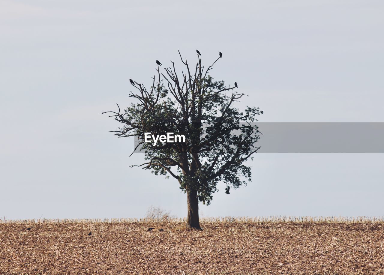 SINGLE TREE ON FIELD AGAINST SKY