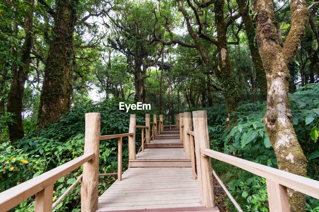 WOODEN FOOTBRIDGE AMIDST TREES