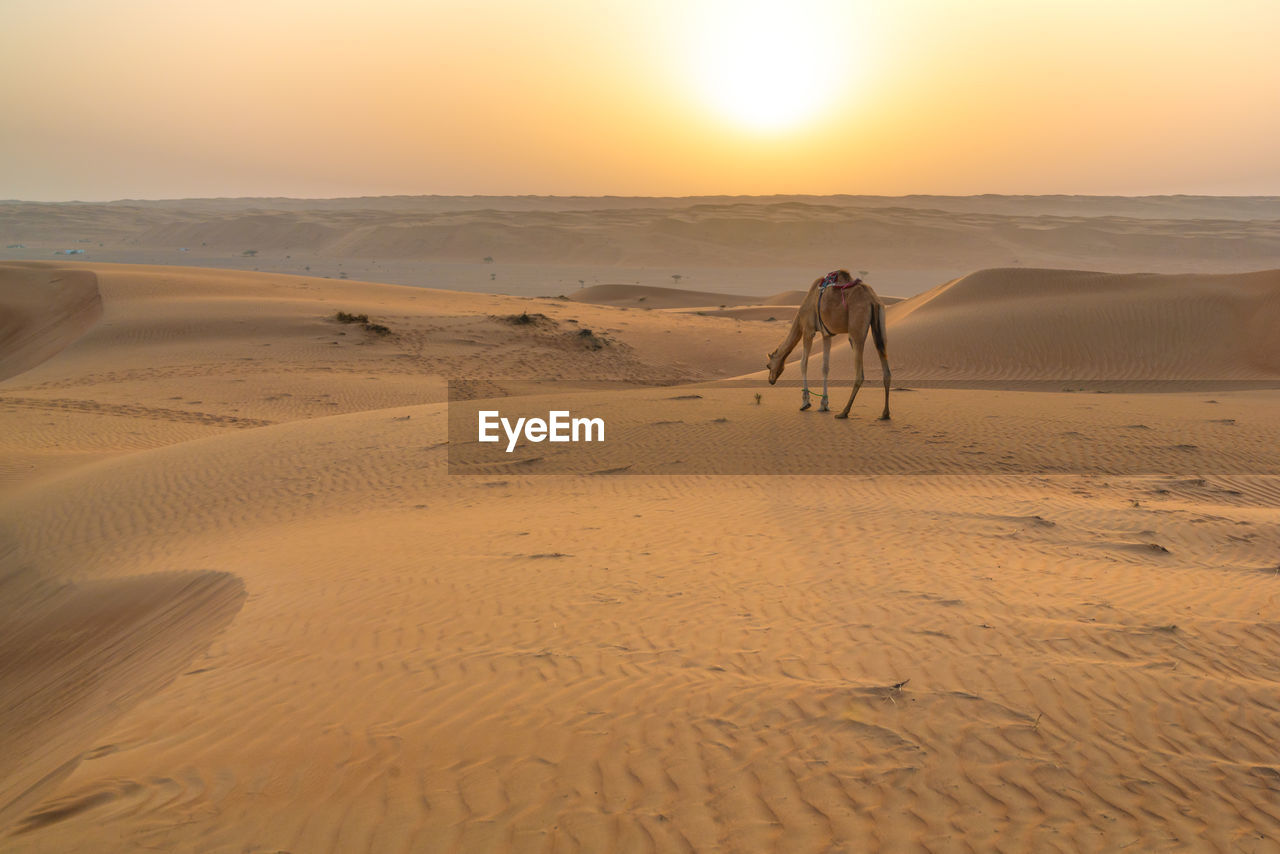 Dromedary camel in the early morning in arabian desert. rising sun on the horizon. 