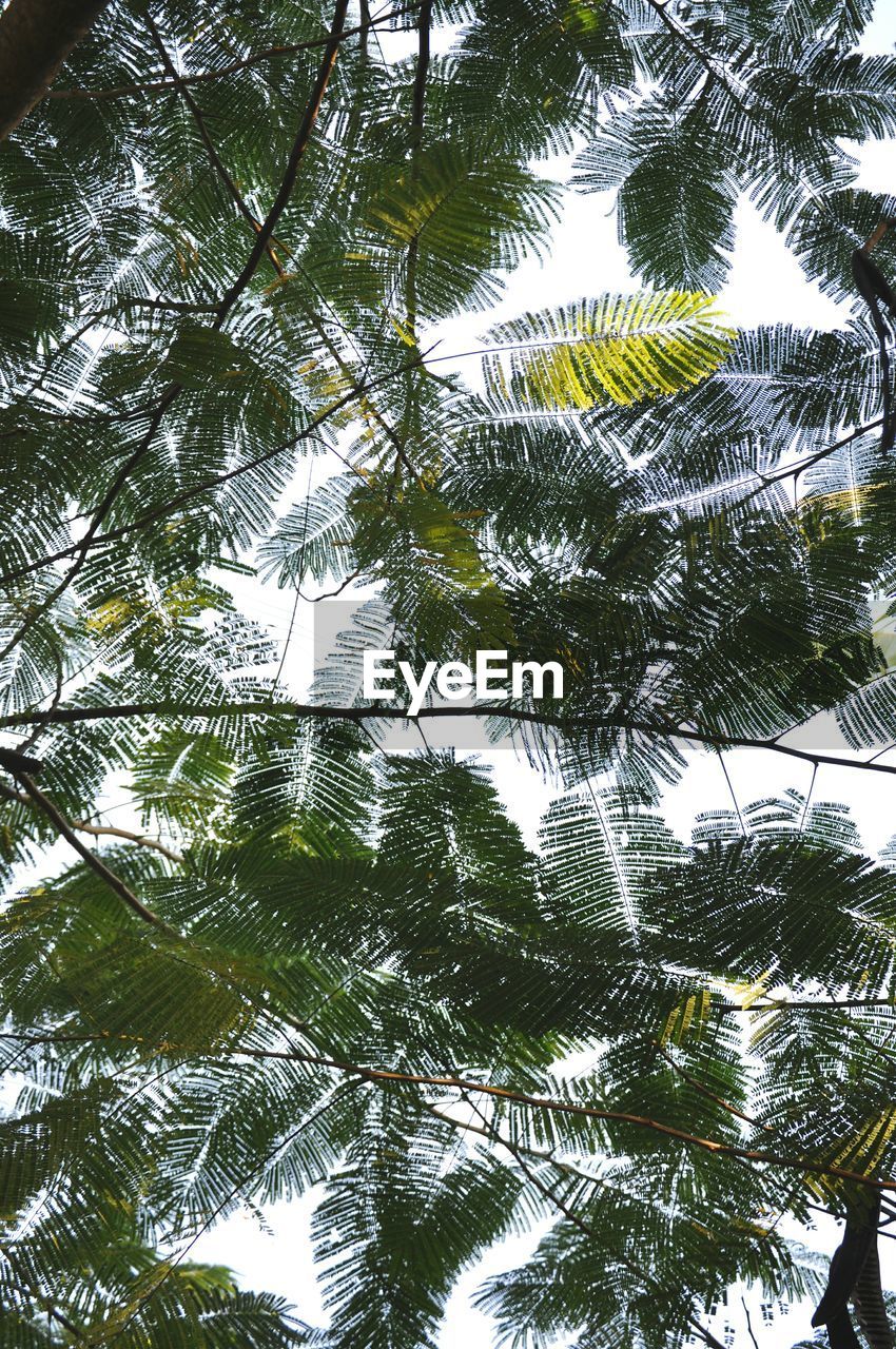 Low angle view of pine tree against sky