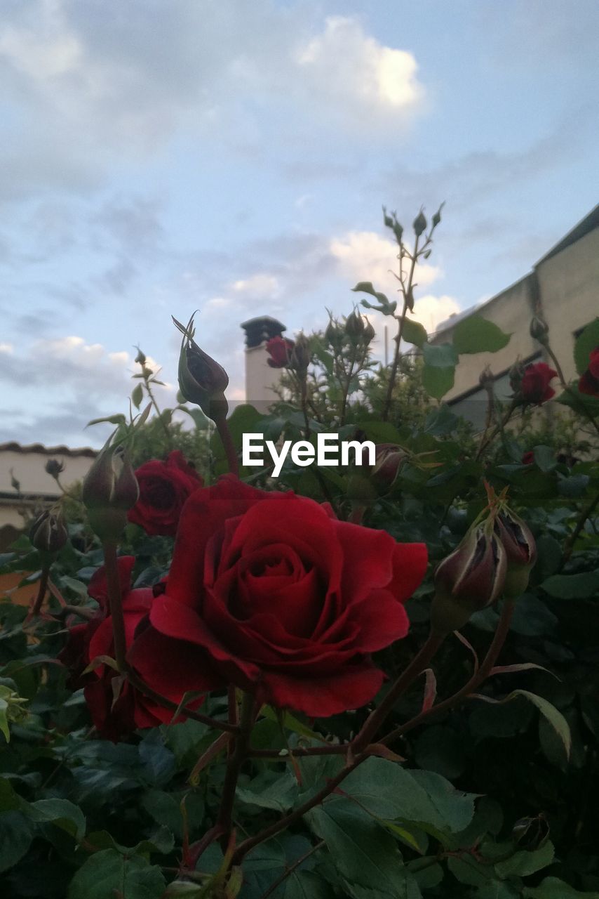 Close-up of red flowers against sky