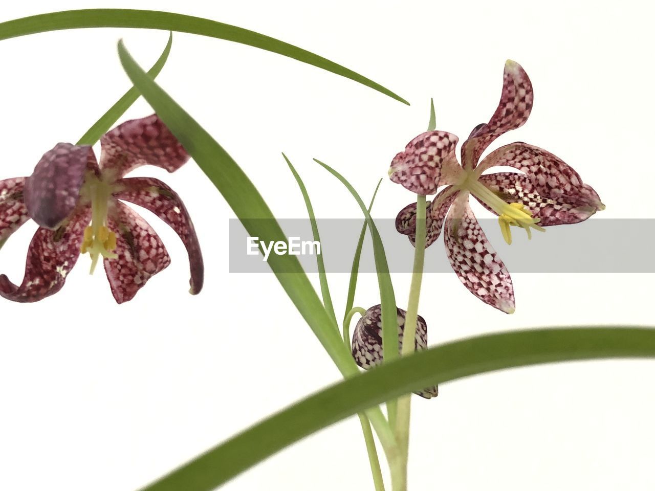 CLOSE-UP OF FLOWERING PLANT AGAINST WHITE WALL