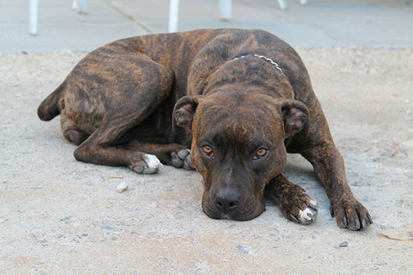 PORTRAIT OF DOG LYING ON GROUND