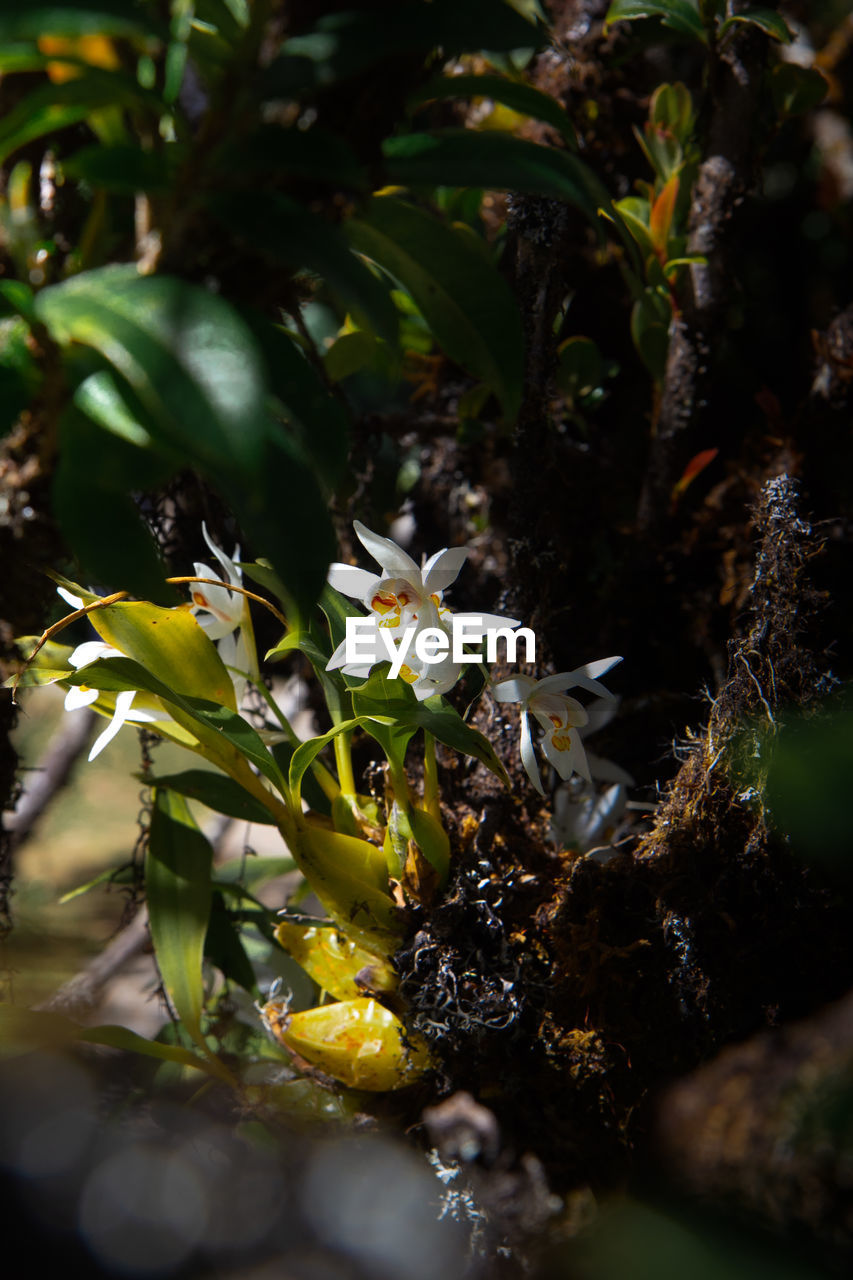 CLOSE-UP OF FLOWERING PLANTS AGAINST BLURRED BACKGROUND