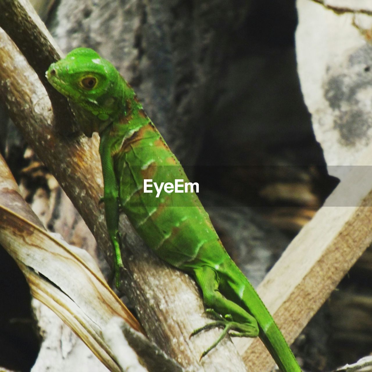 Close-up of phelsuma on tree