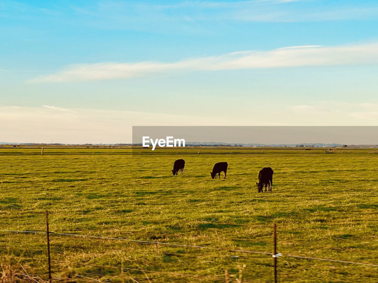 grassland, sky, natural environment, field, landscape, plain, land, mammal, prairie, animal, animal themes, domestic animals, horizon, environment, nature, agriculture, livestock, grass, plant, pasture, group of animals, beauty in nature, steppe, grazing, cloud, pet, rural scene, scenics - nature, tranquil scene, rural area, hill, tranquility, morning, day, farm, no people, animal wildlife, meadow, cattle, outdoors, sunlight, non-urban scene, horizon over land, cow, idyllic, growth, herbivorous