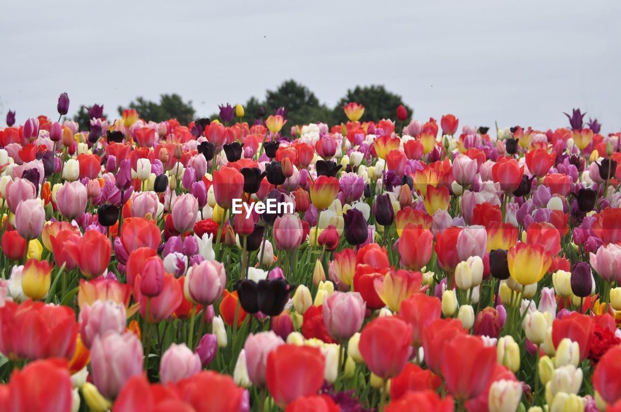 CLOSE-UP OF TULIPS GROWING IN FIELD AGAINST SKY