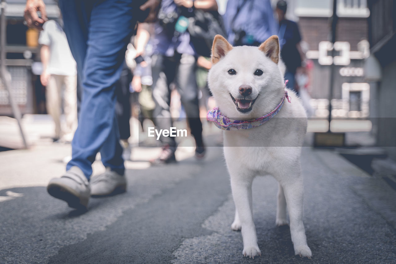 Low section of people by dog on footpath in city