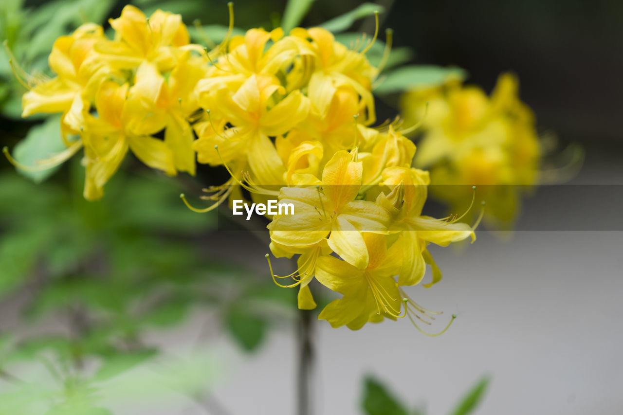 CLOSE-UP OF YELLOW FLOWERS GROWING OUTDOORS