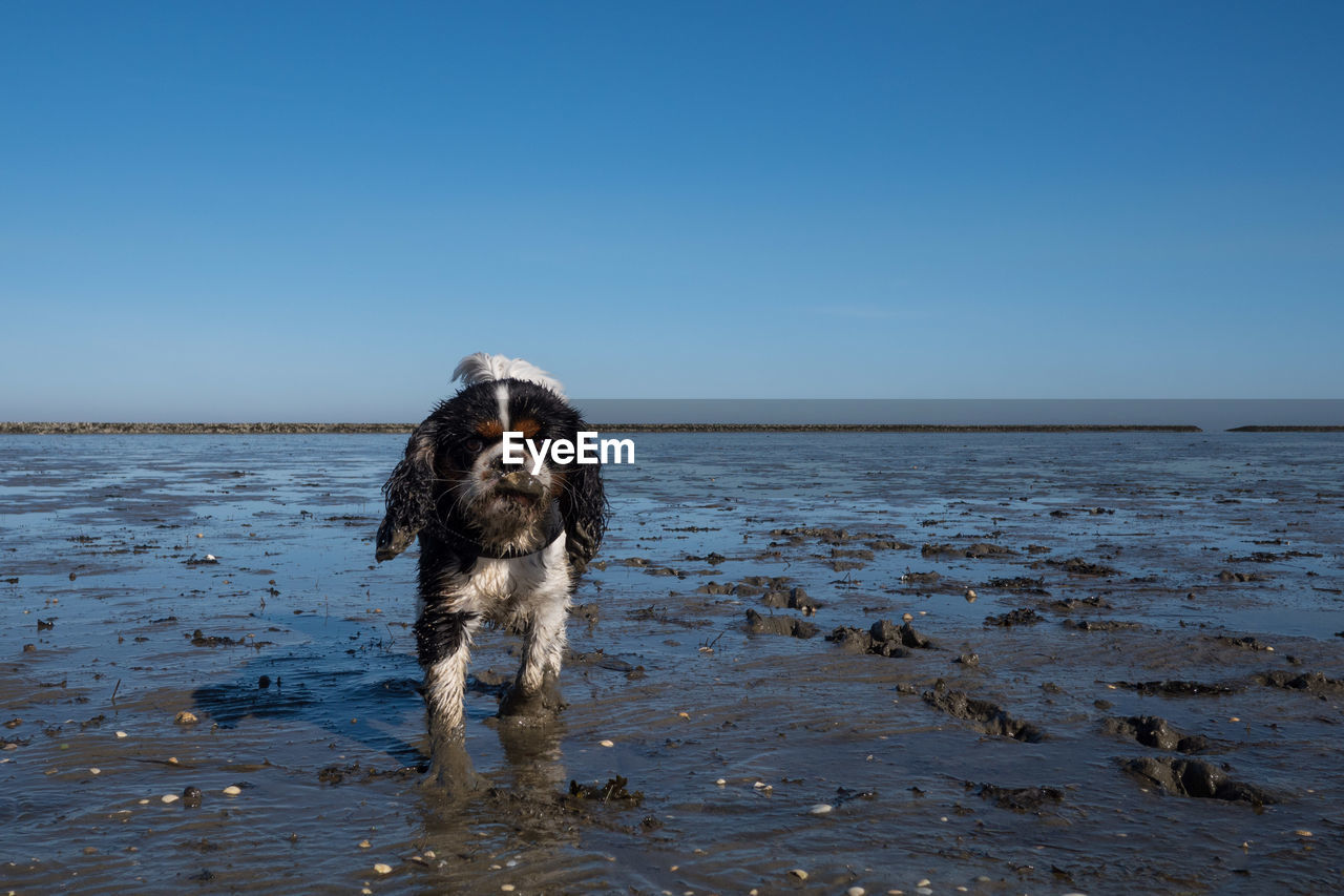 DOG ON BEACH