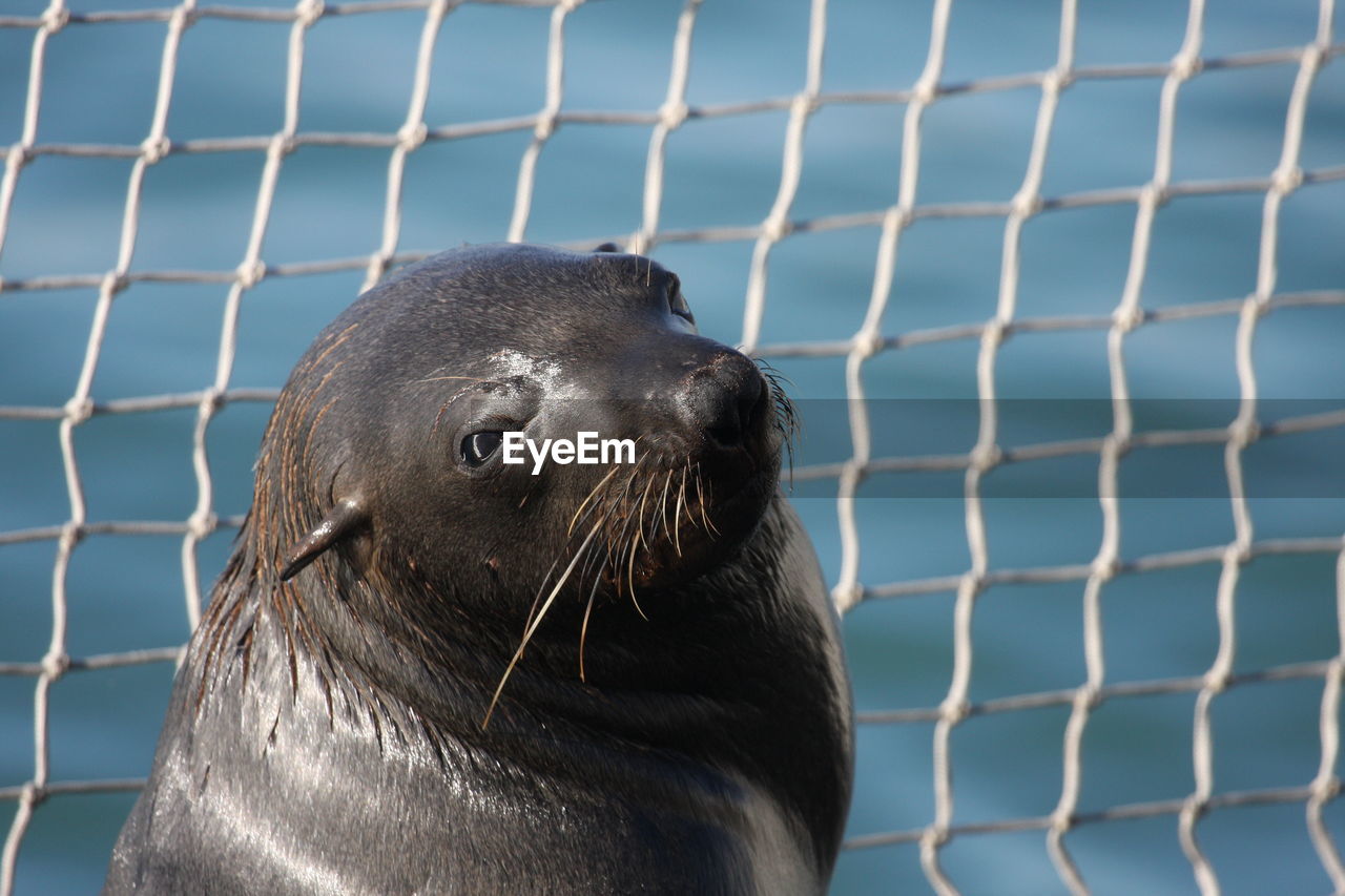 Close-up of sea lion by fence