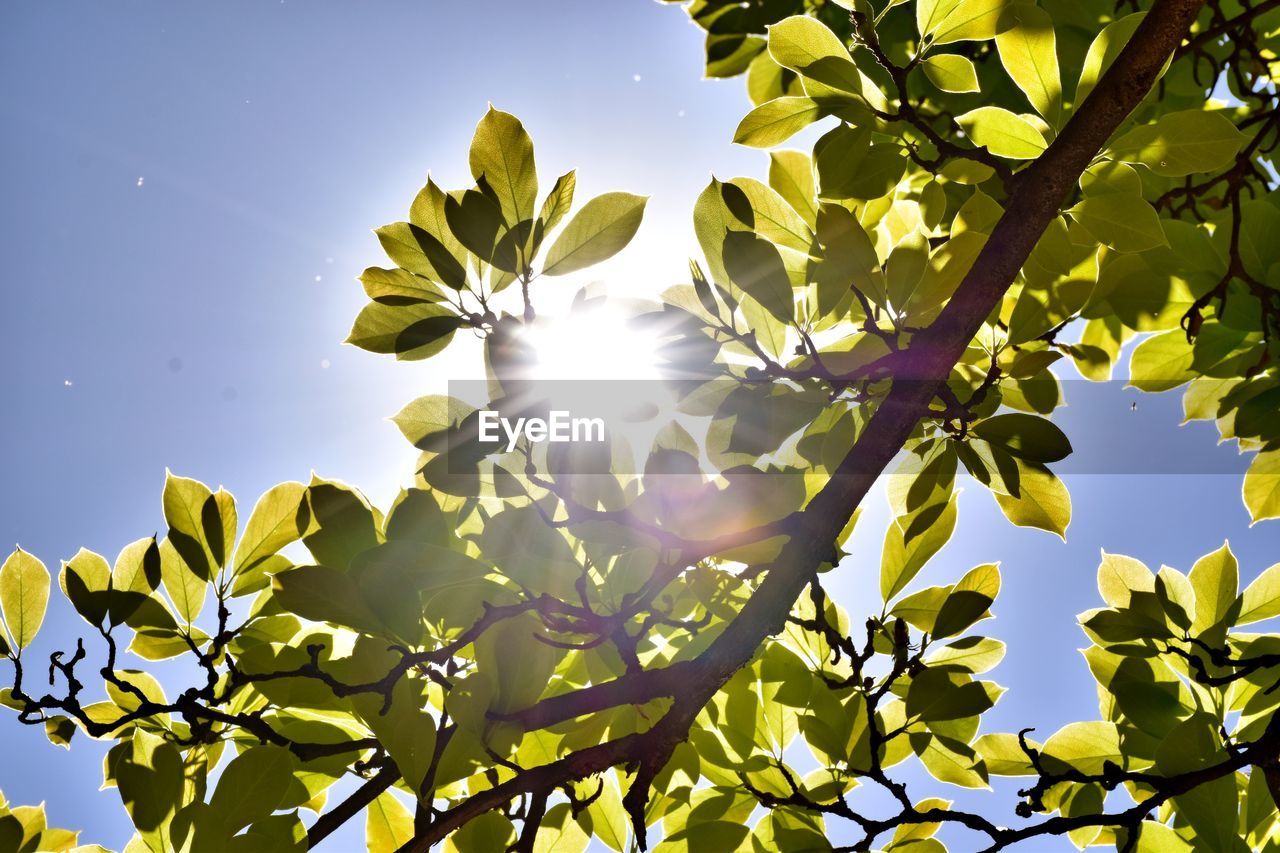 LOW ANGLE VIEW OF SUN STREAMING THROUGH TREE