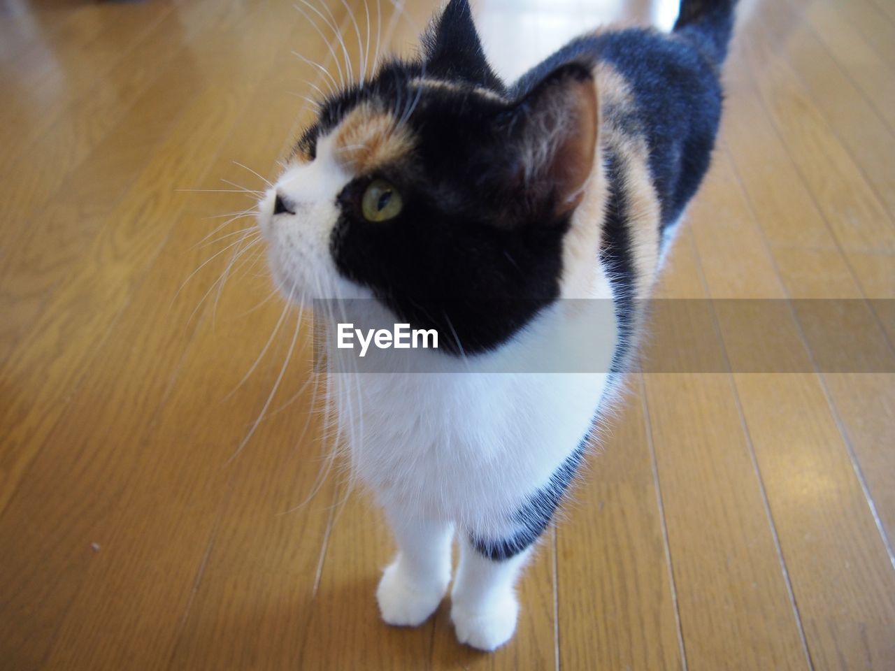 Close-up of cat on hardwood floor at home