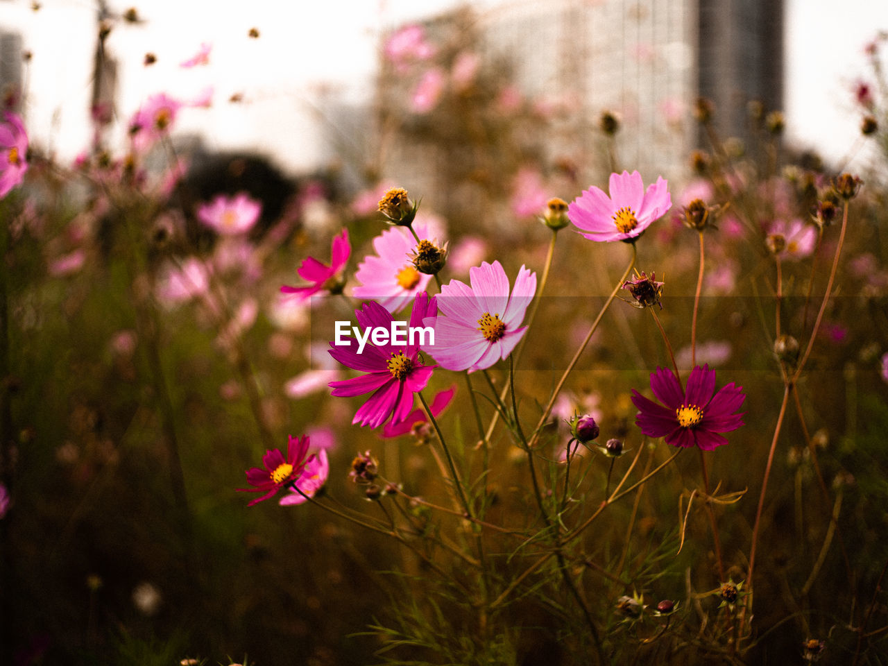 Close-up of pink flowering plants