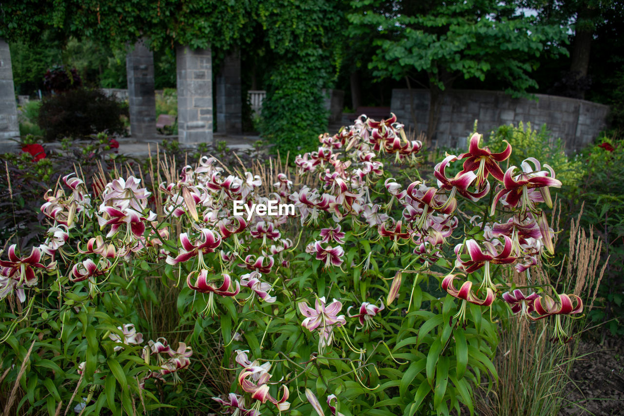 Pink flowering plants in garden