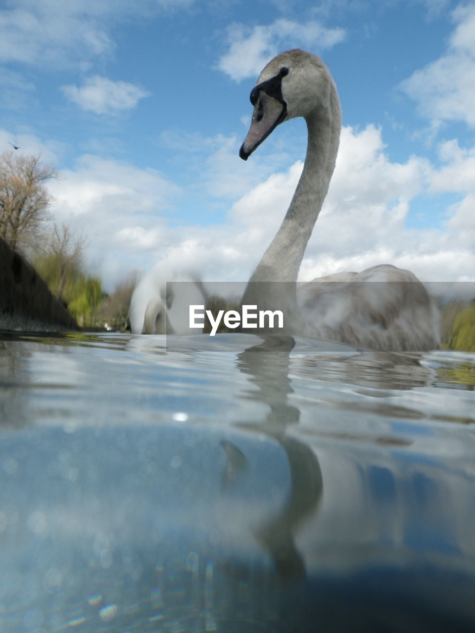 CLOSE-UP OF SWAN SWIMMING IN LAKE AGAINST SKY