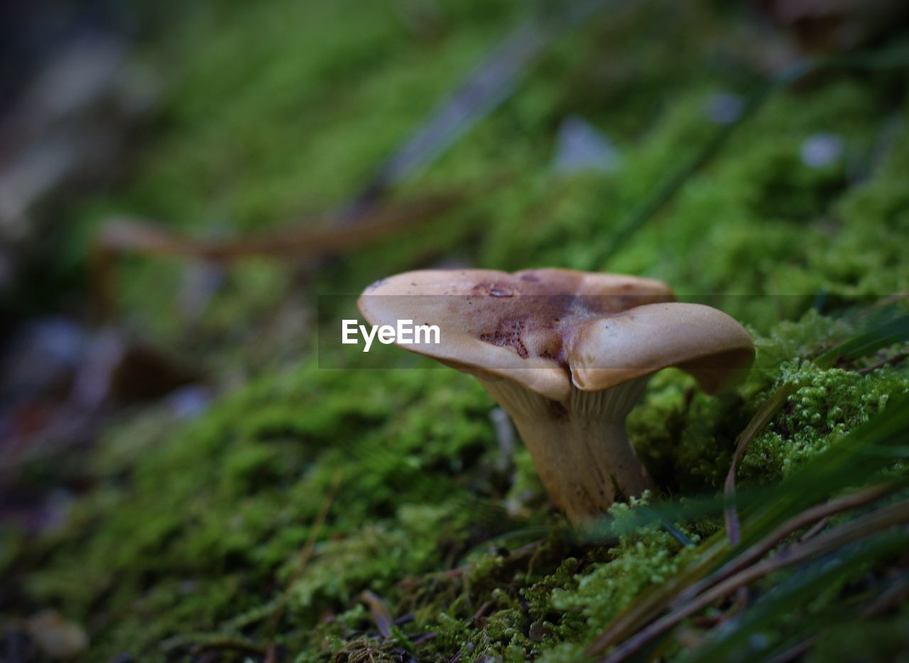 CLOSE-UP OF MUSHROOM ON FIELD