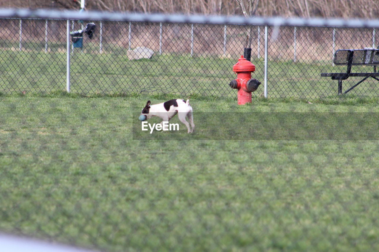 SHEEP GRAZING ON FIELD