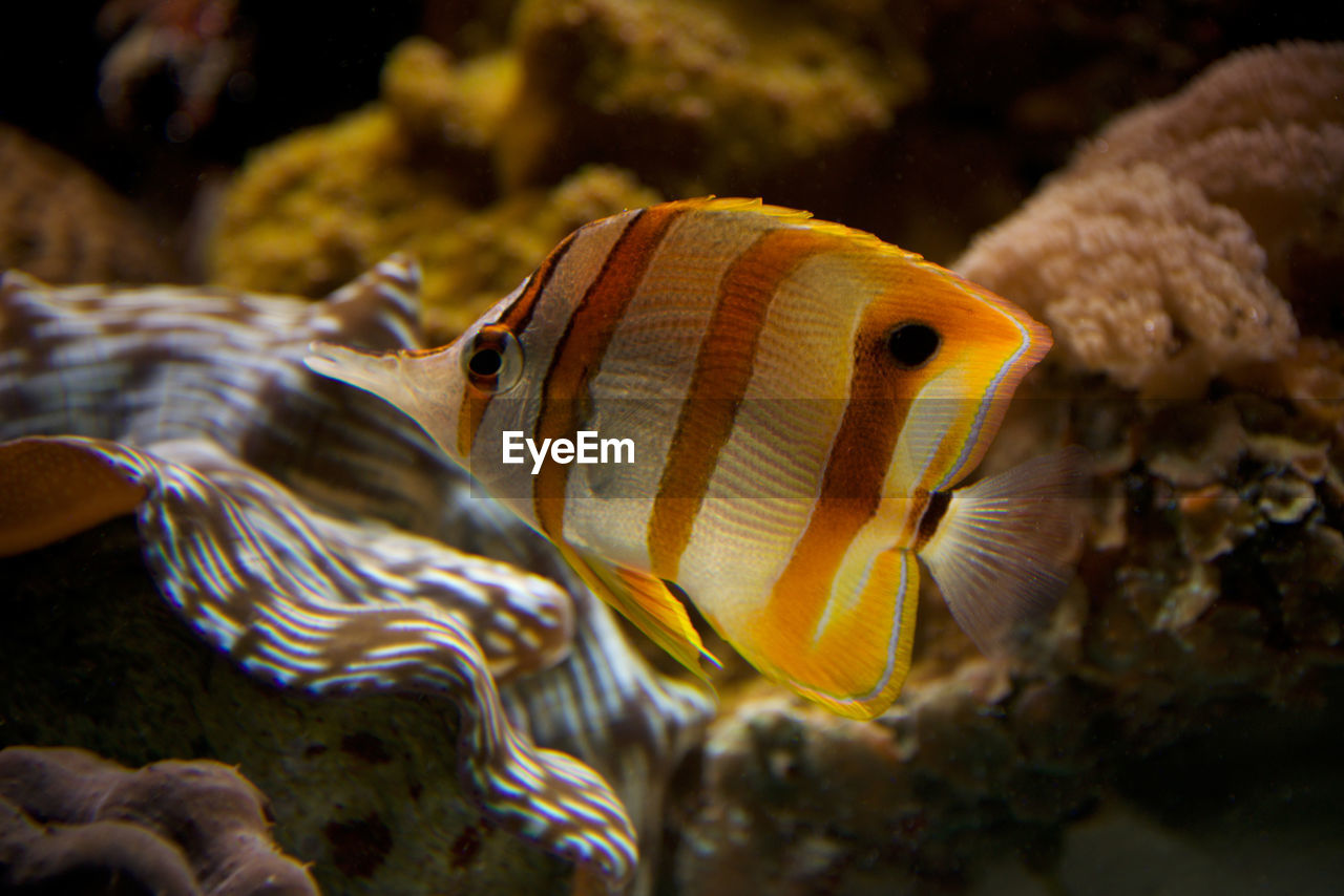 Close-up of yellow butterflyfish swimming undersea