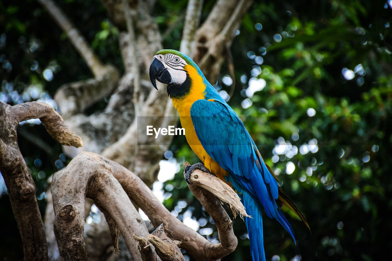 Close-up of gold and blue macaw perching on tree