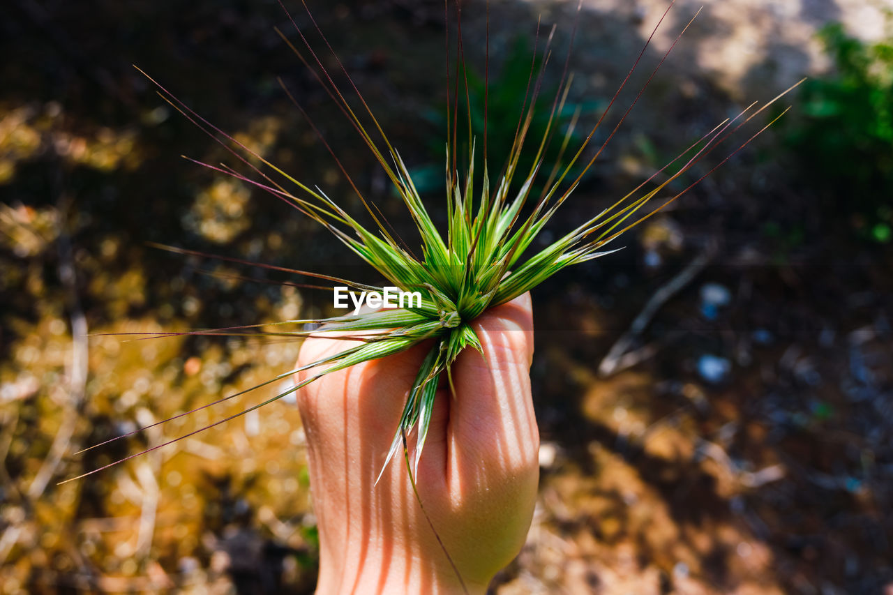 Close-up of hand holding buds in forest