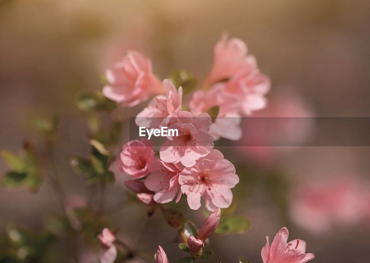 plant, flower, flowering plant, pink, beauty in nature, freshness, blossom, nature, fragility, close-up, springtime, macro photography, branch, flower head, petal, tree, inflorescence, growth, no people, outdoors, focus on foreground, botany, selective focus, spring, leaf, food and drink, cherry blossom