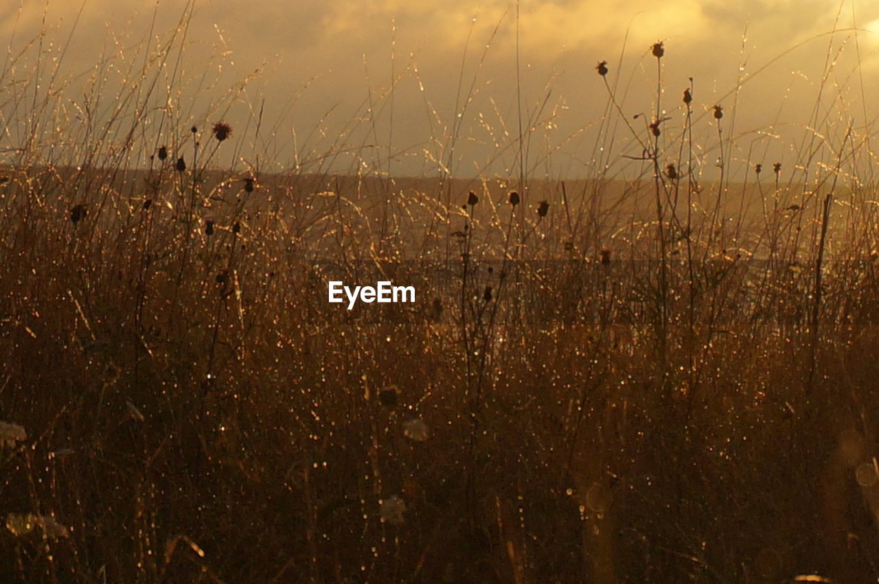 CLOSE-UP OF PLANTS GROWING IN FIELD AGAINST SKY