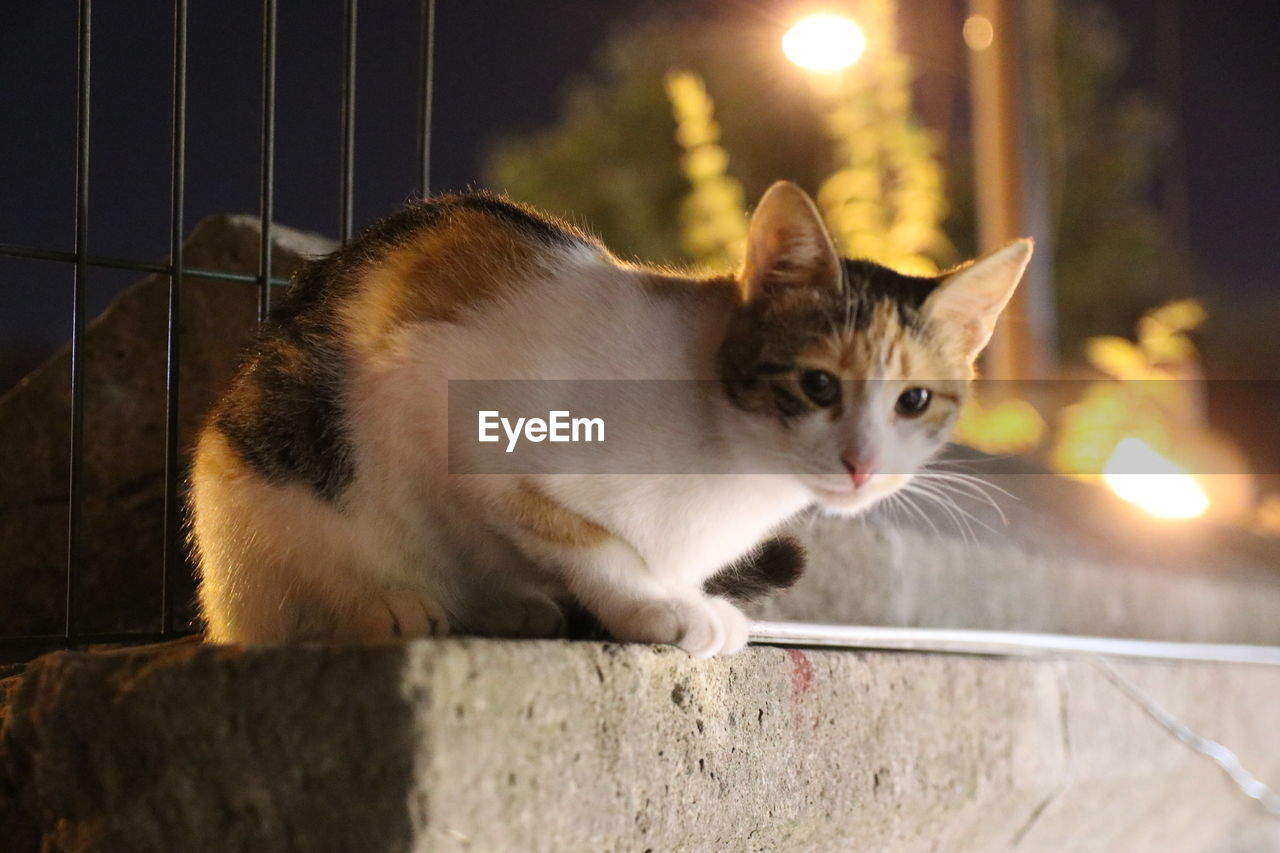 CLOSE-UP PORTRAIT OF A CAT