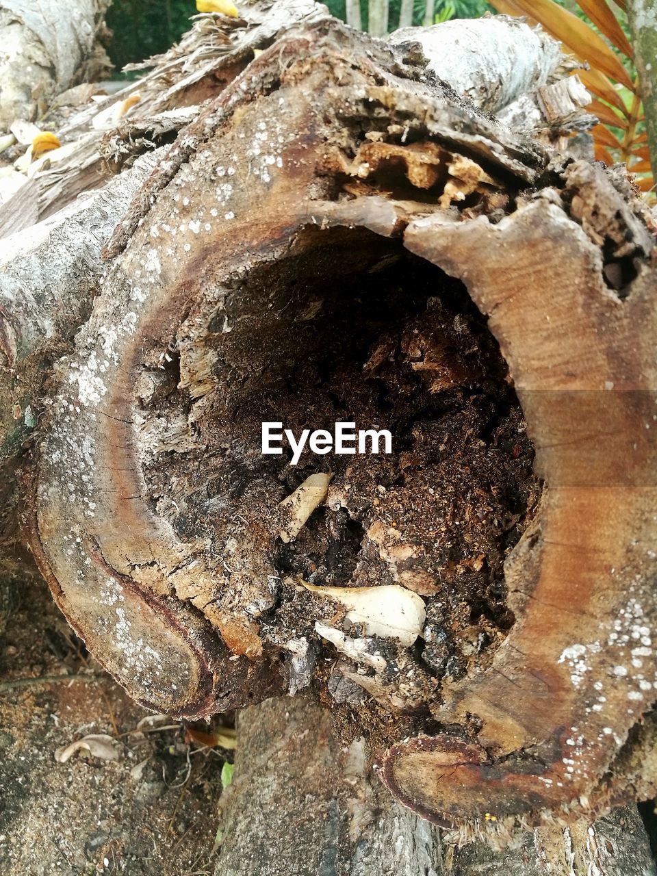 CLOSE-UP OF DEAD TREE TRUNK