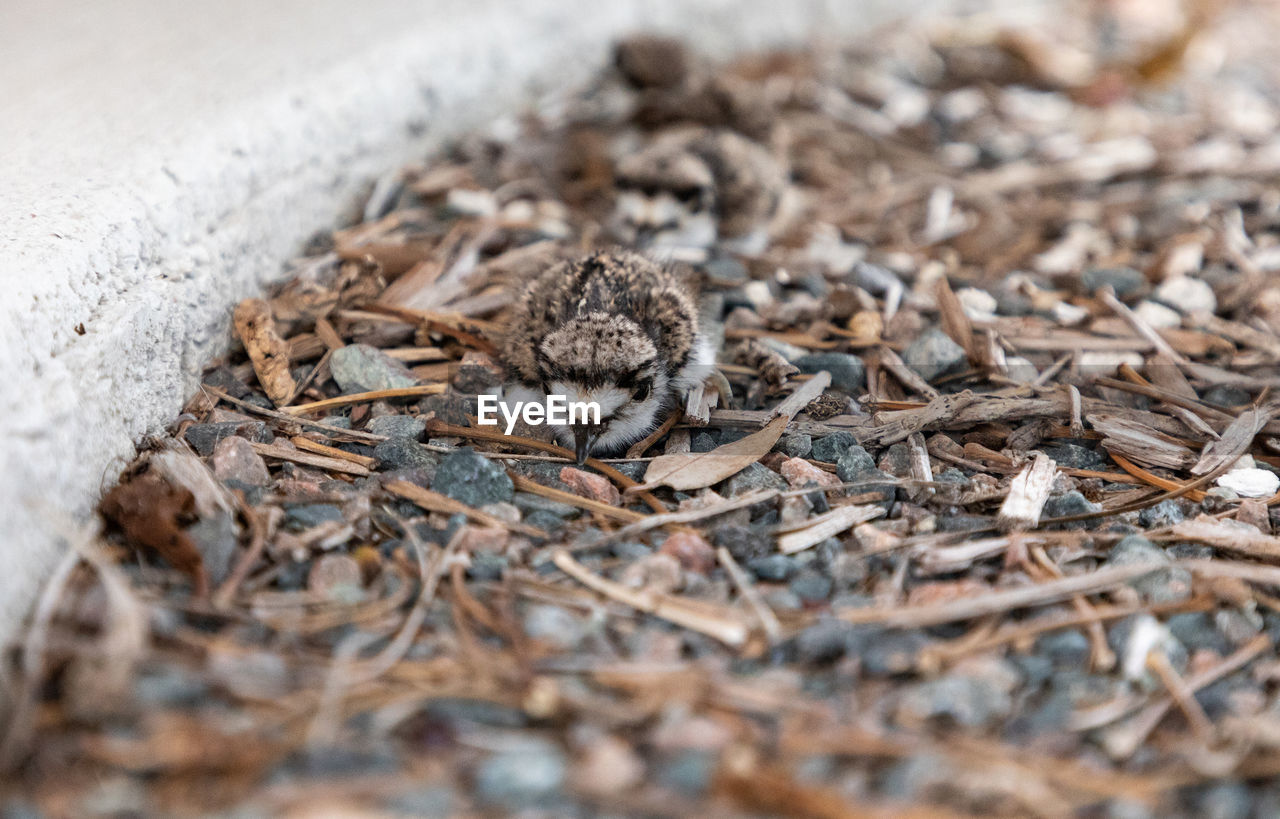 Baby killdeer charadrius vociferus lie near their nest in sarasota, florida