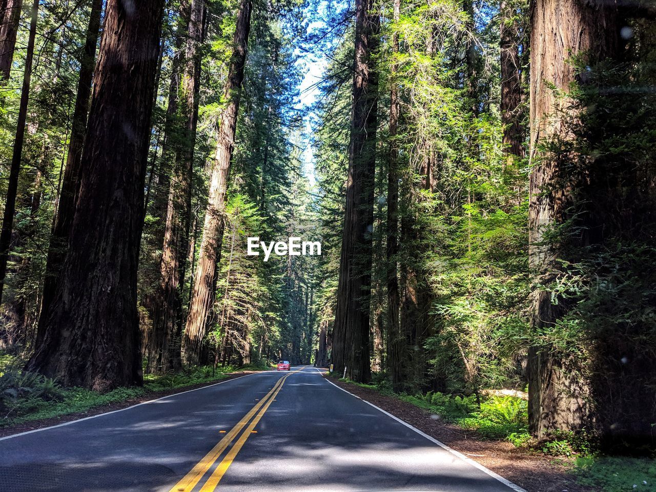 Road along icon giant redwood trees in forest in northern california