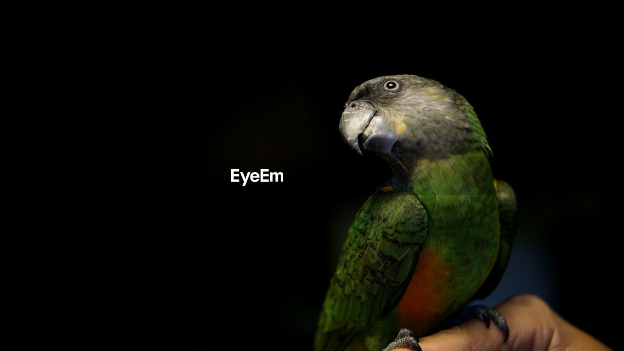 Close-up of parrot on cropped hand over black background