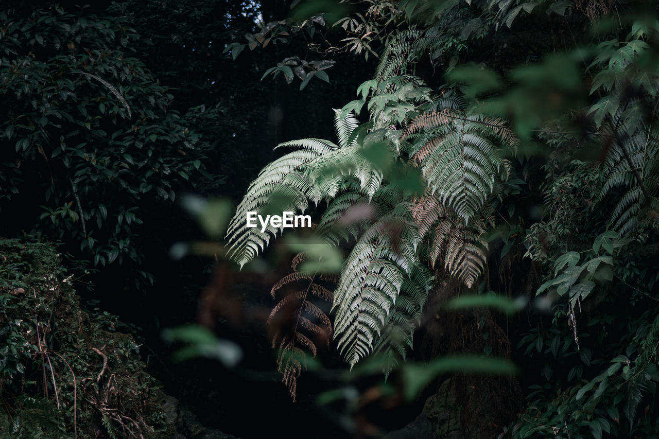 Close-up of fern in forest