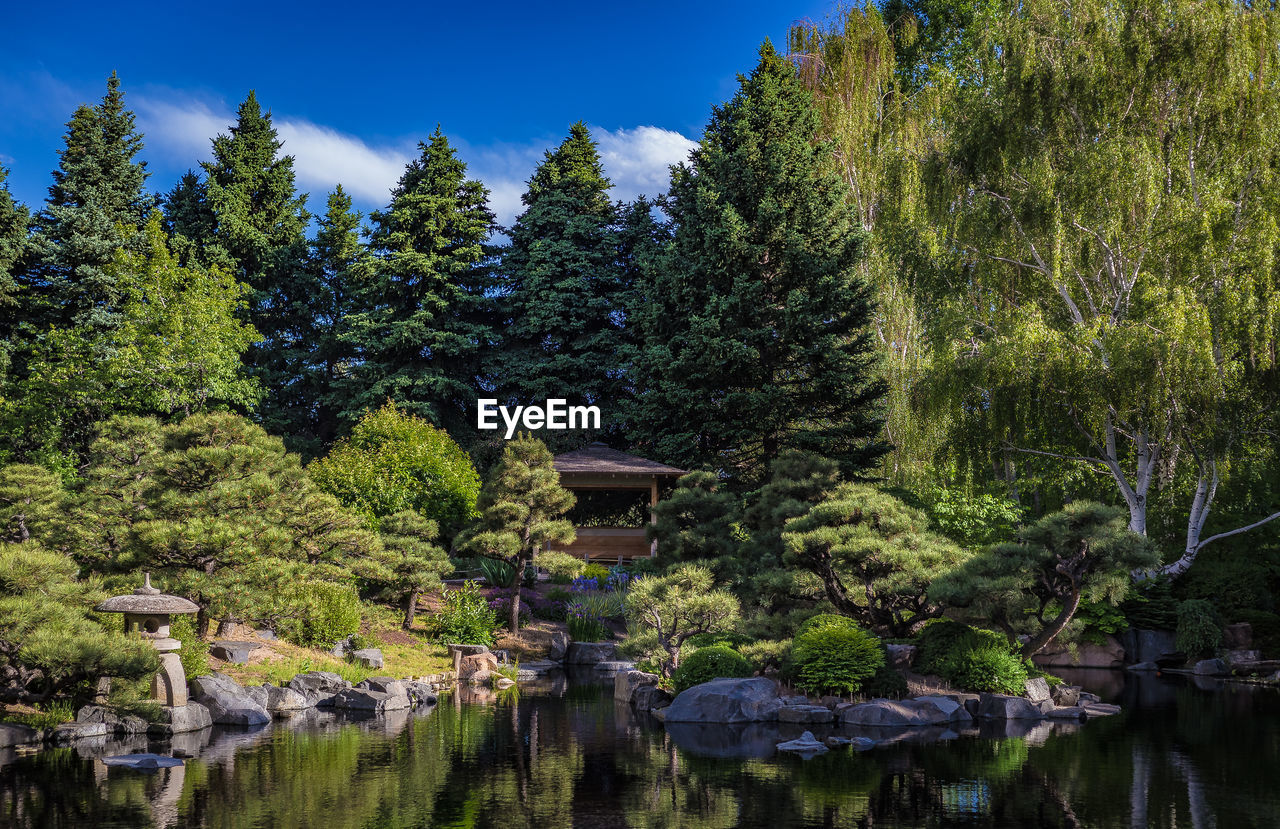 TREES BY LAKE IN FOREST