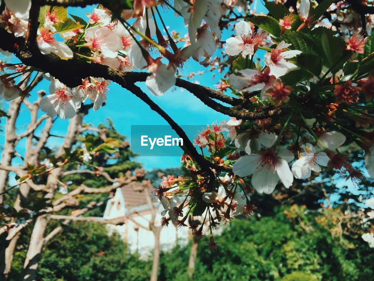 LOW ANGLE VIEW OF WHITE FLOWERS ON TREE