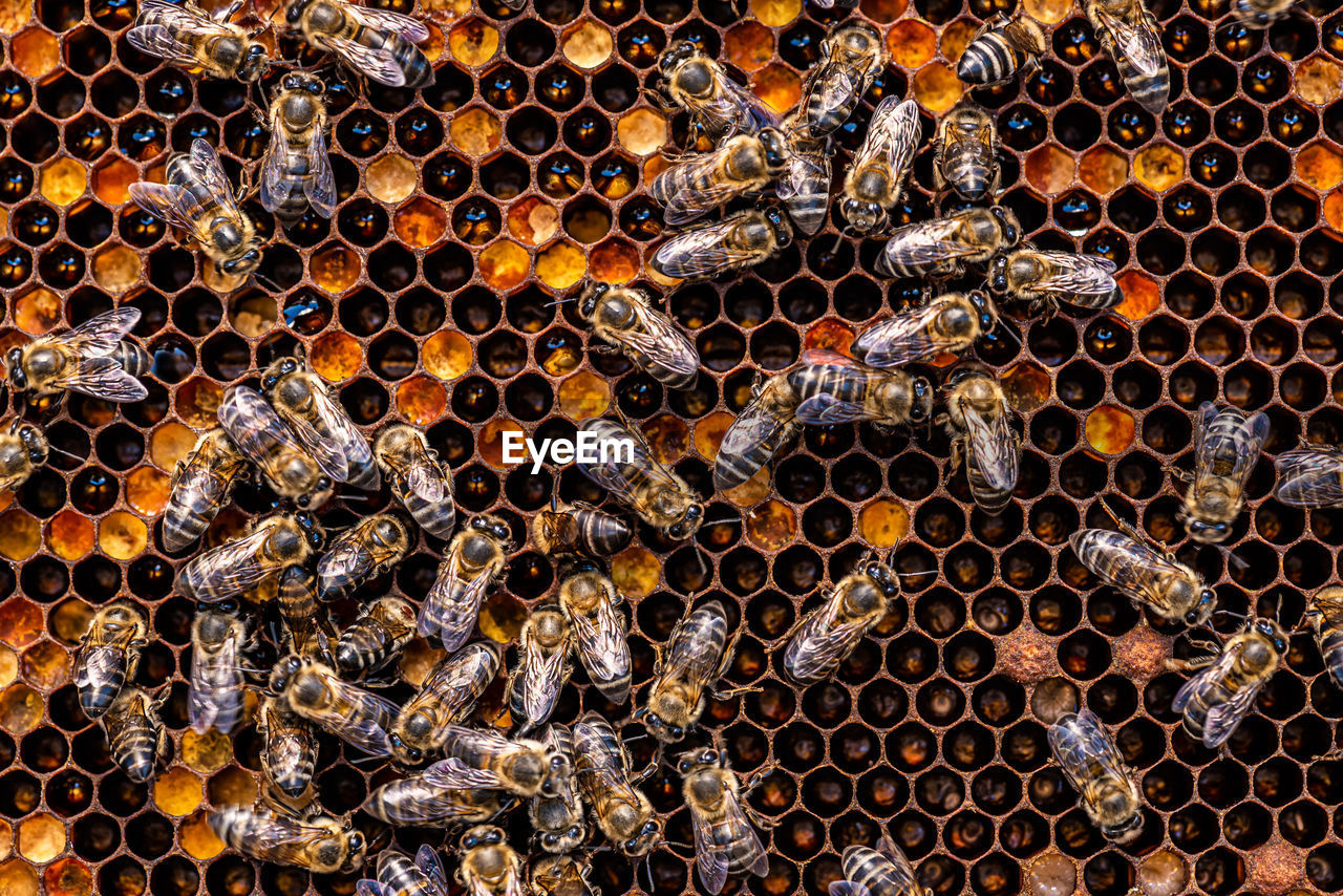 bee, pattern, honey bee, insect, animal themes, animal wildlife, beehive, apiculture, wildlife, honeycomb, animal, large group of animals, group of animals, beauty in nature, no people, close-up, honey, pollen, backgrounds, full frame, hexagon, nature